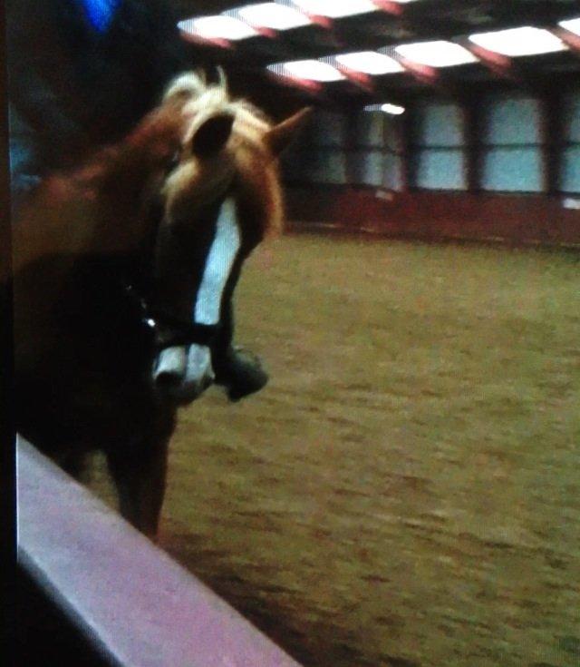 Anden særlig race Casmir billede 6