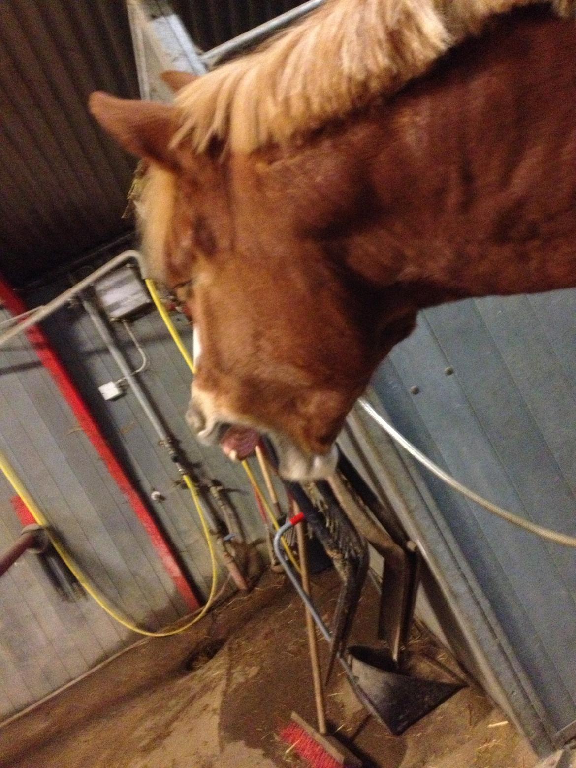 Anden særlig race Casmir billede 7