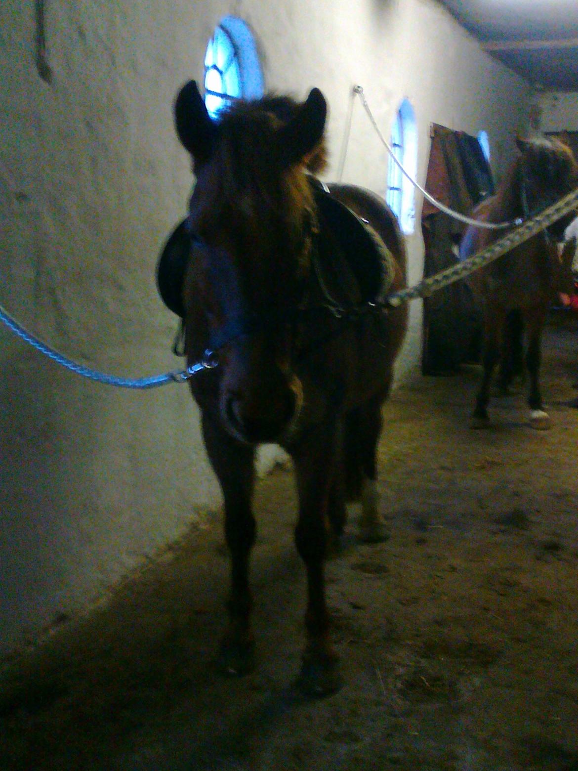 Anden særlig race Laban<3 billede 16