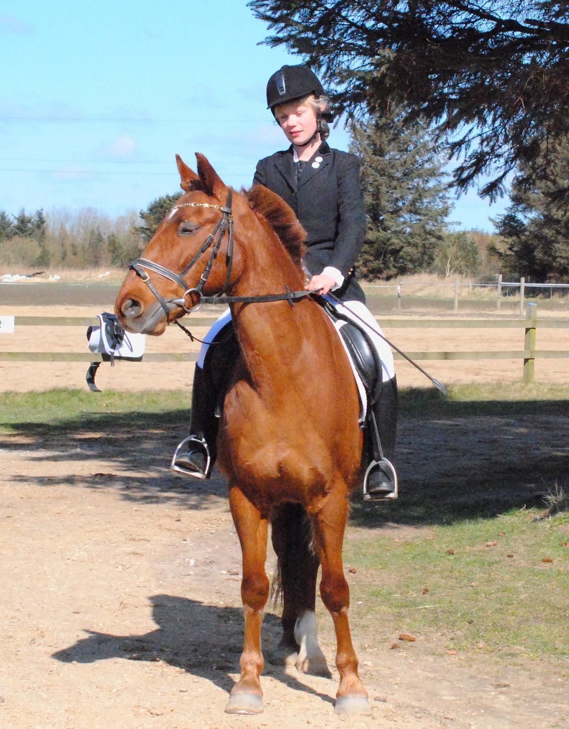 Anden særlig race Laban<3 - Første stævne på min bassemand:-* billede 2