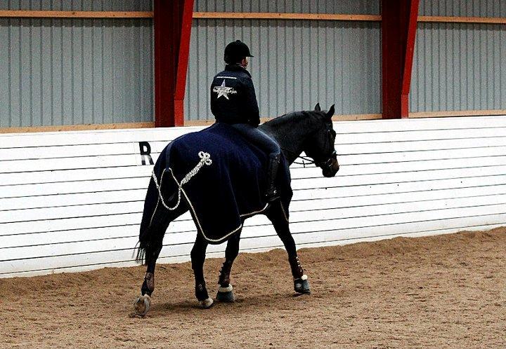 Hannoveraner Enrico - I want to be a star, with you!<3  billede 16