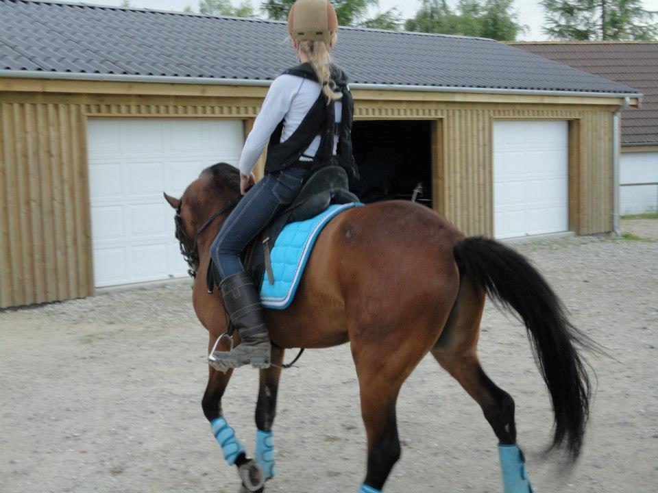 DSP Toftegaards Nismo billede 4