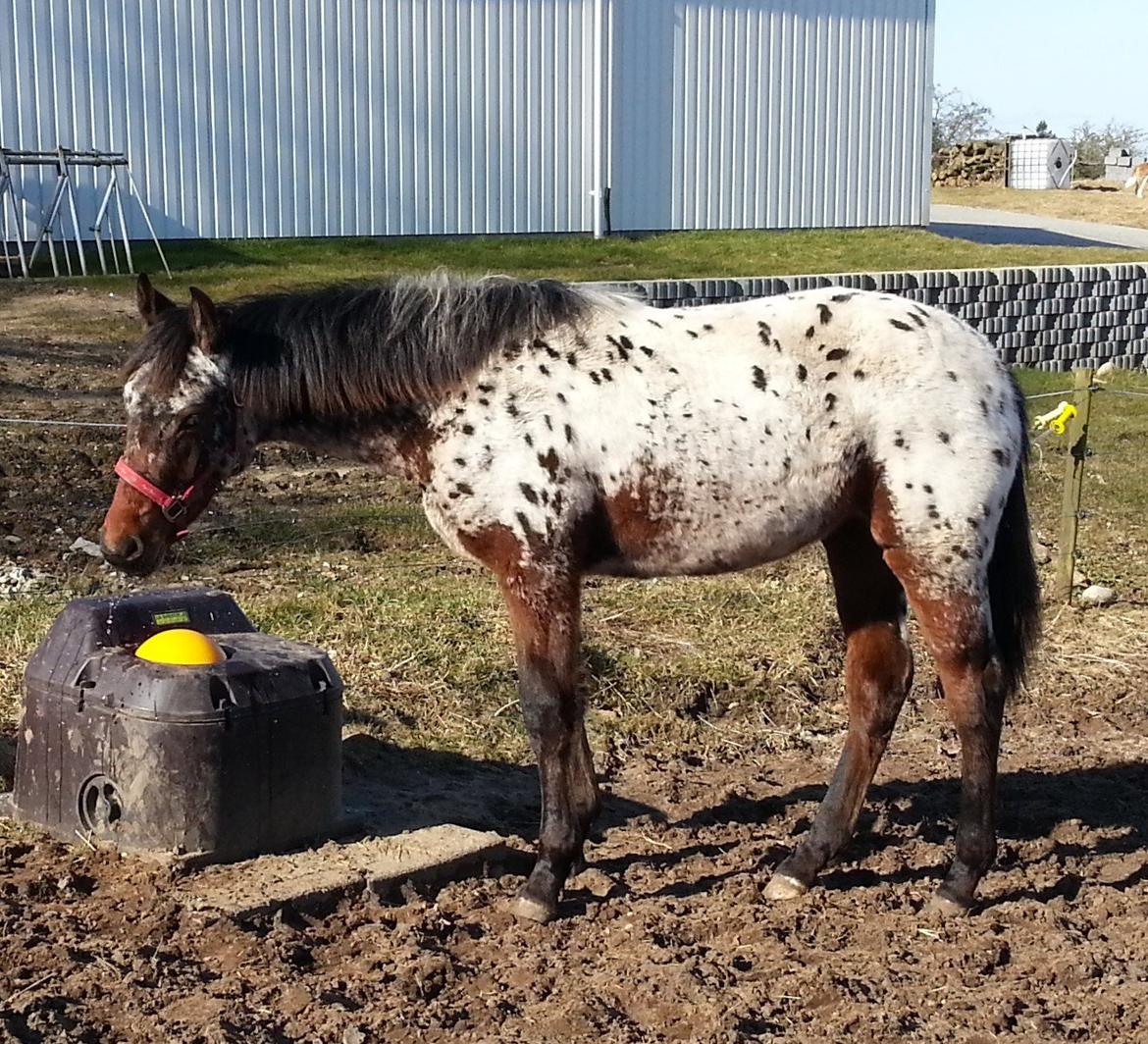 Appaloosa Thunder Raincloud billede 1