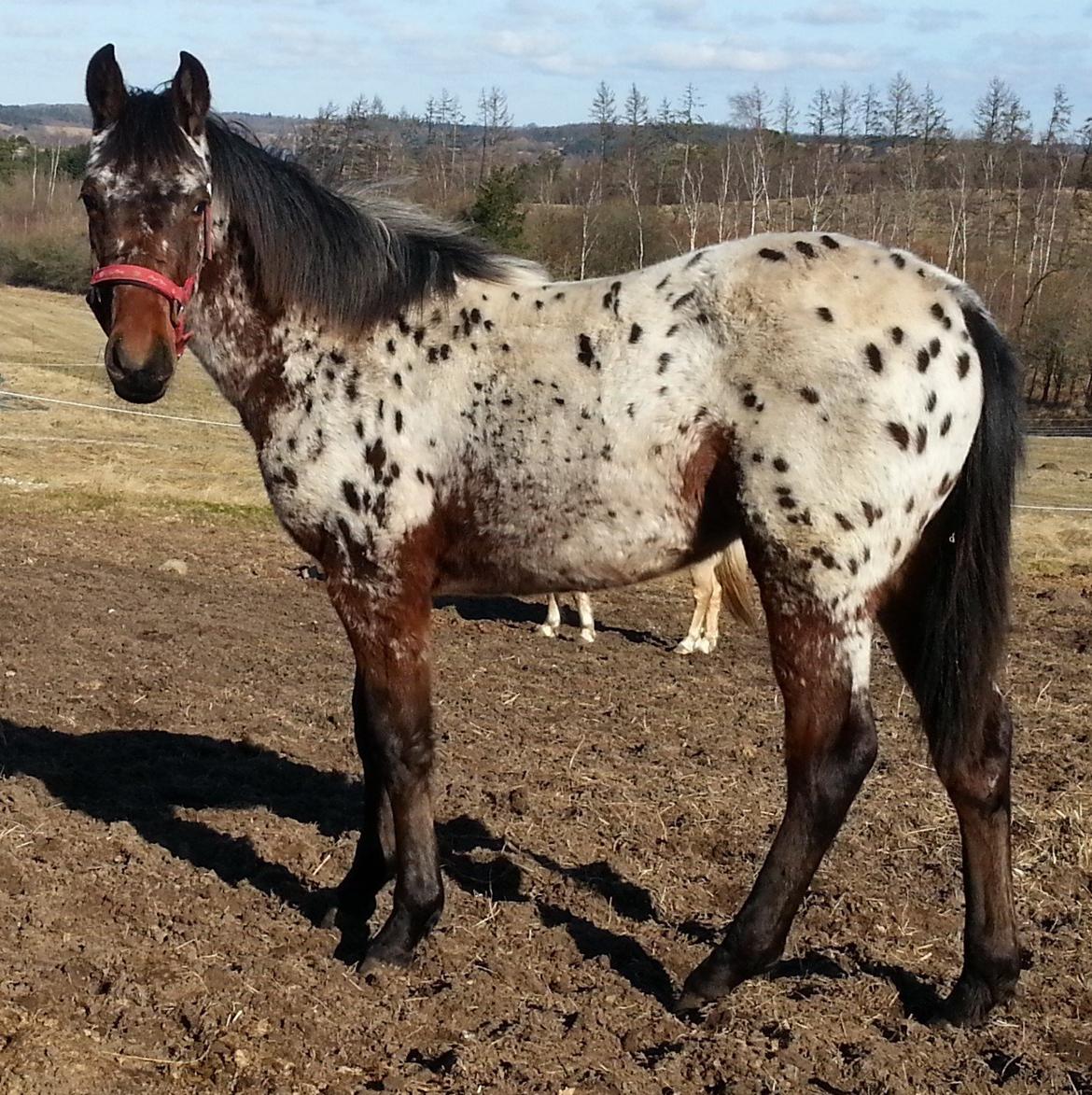 Appaloosa Thunder Raincloud billede 2