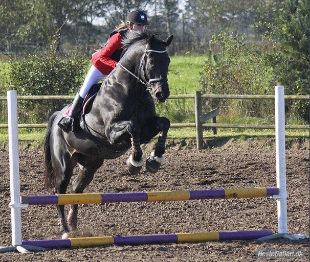 Hannoveraner Enrico - Alting har en start!<3  billede 18