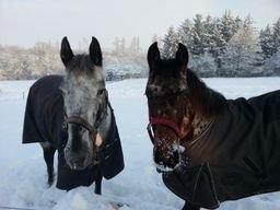 Appaloosa Thunder Raincloud billede 3