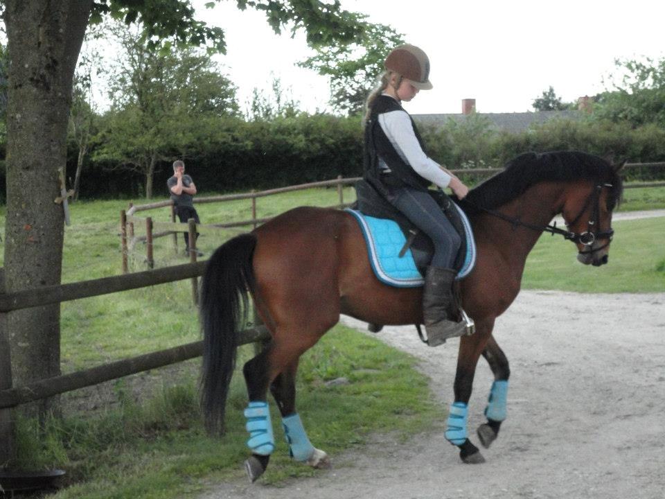 DSP Toftegaards Nismo billede 6