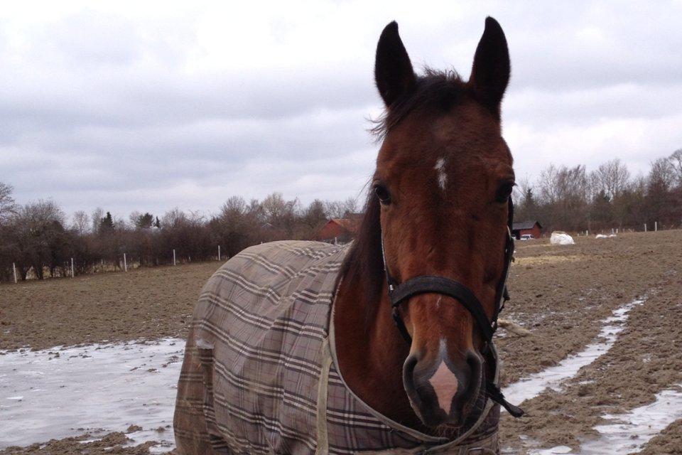 Traver Lynet Lendalund <3 - sidste dag mine to drenge stod samme sted...<3 Lynet jeg savner dig mere end noget andet <3 :'( billede 13