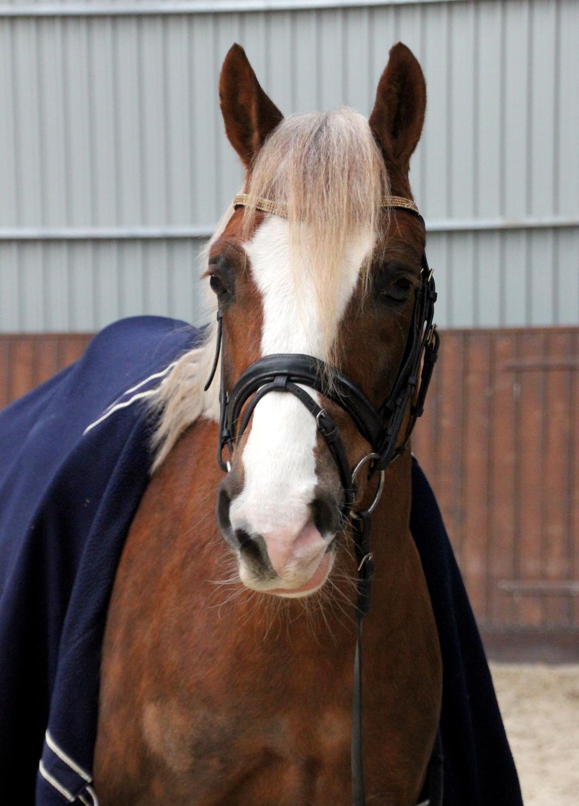Welsh Cob (sec D) Fjordglimt Mr. George - <3 billede 10