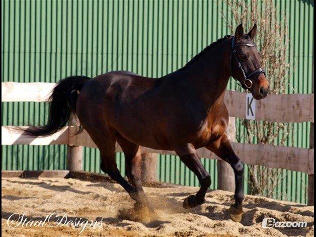 Anden særlig race Zeus (solgt) - Model pony for staal designs,  billede 11
