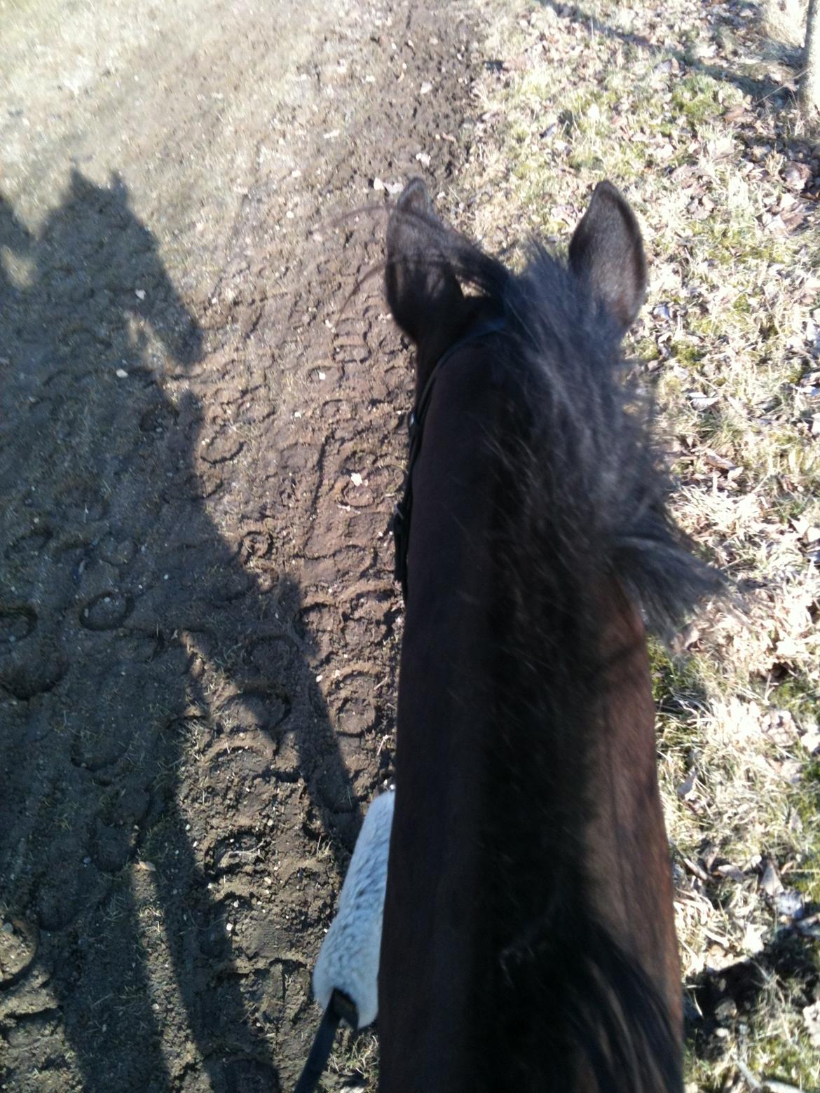 Anden særlig race Zeus (solgt) - Skridter af efter en god ridetur.. billede 14