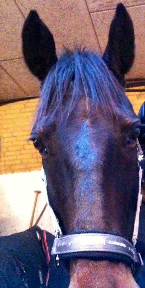 Anden særlig race Zeus (solgt) - Hygge billed :D <3 billede 21