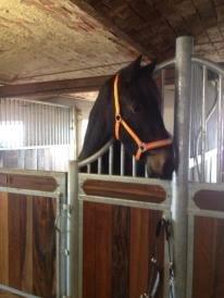 Anden særlig race thor billede 9