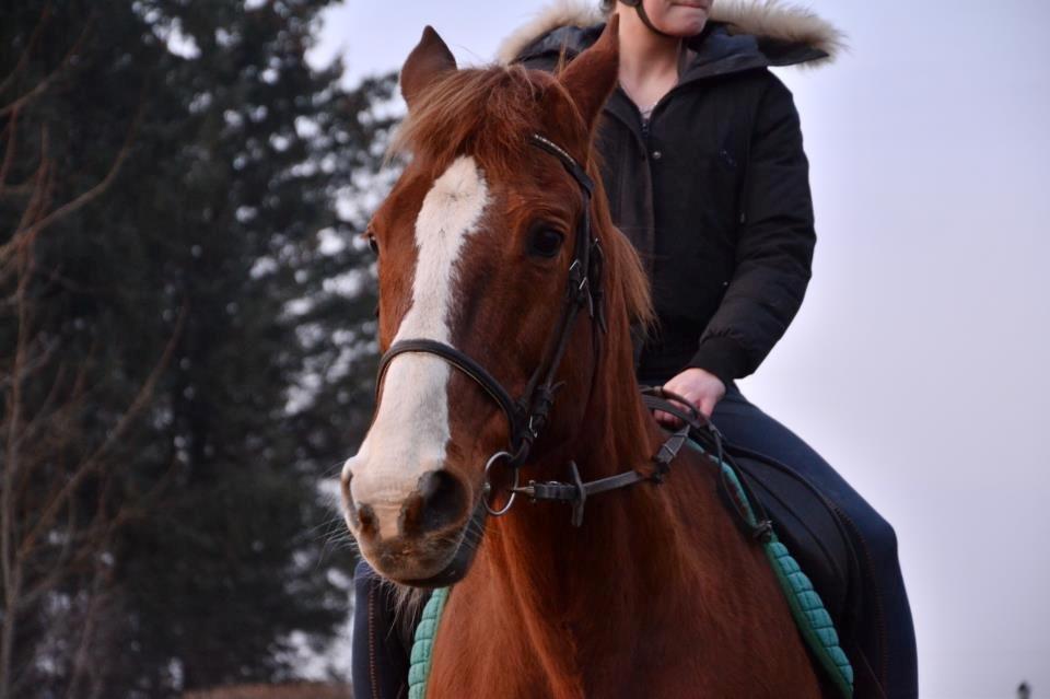 Anden særlig race Spidi billede 3