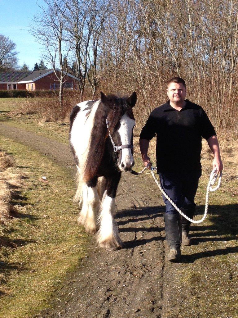 Irish Cob shadow billede 8