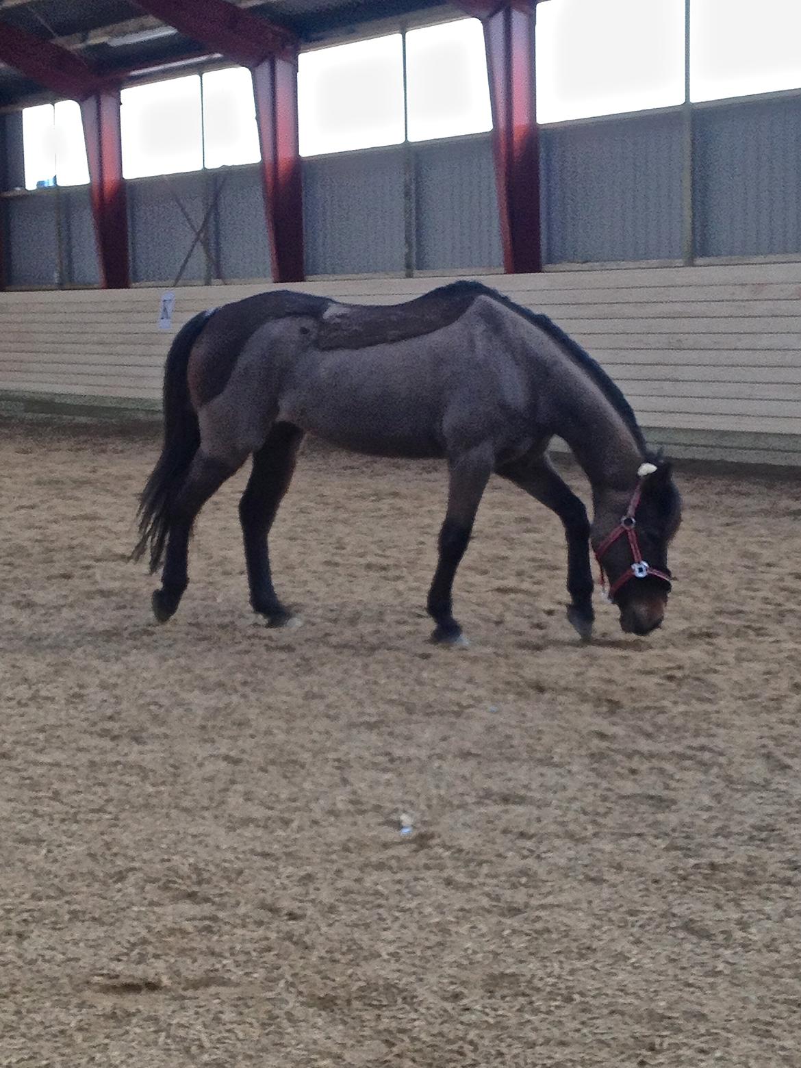 New Forest Bella billede 6