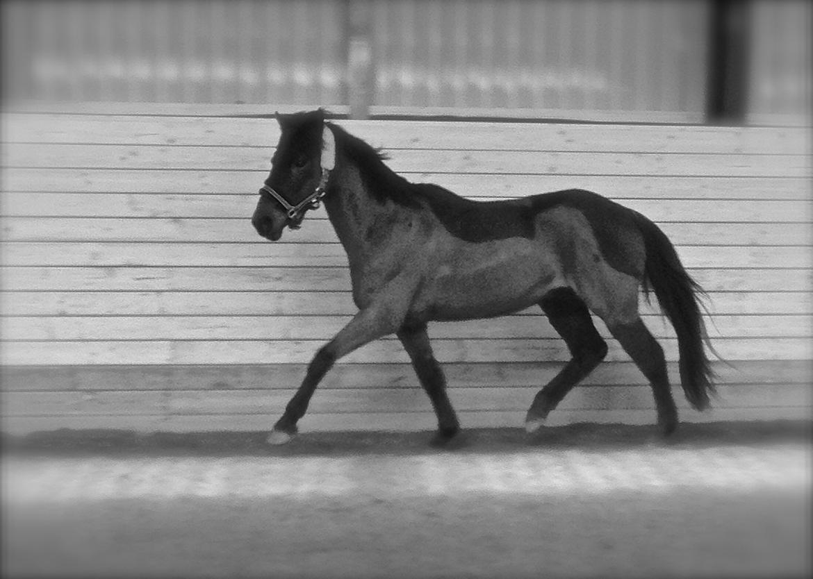 New Forest Bella - sig ikke at hun ikke kan trave :-D  billede 8