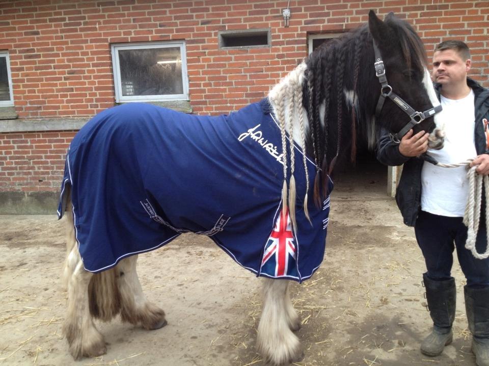 Irish Cob shadow billede 9