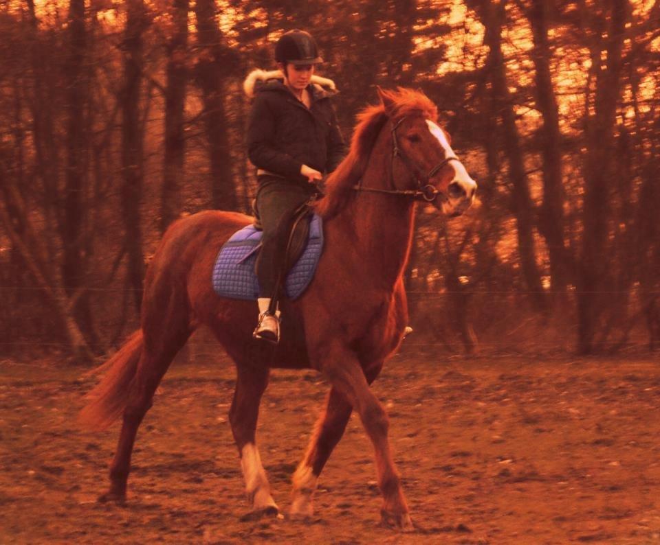 Anden særlig race Spidi billede 4
