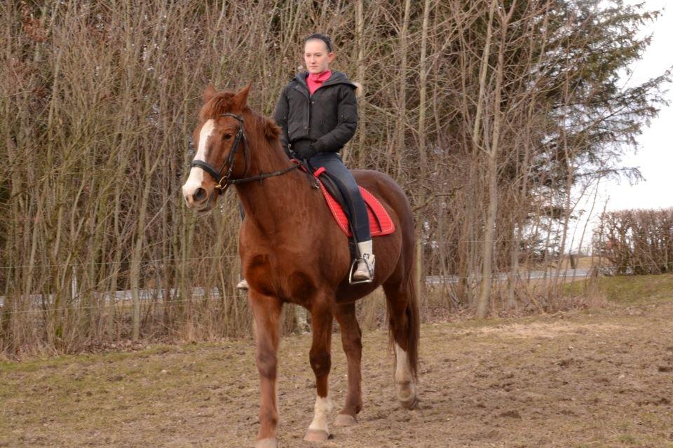 Anden særlig race Spidi billede 6