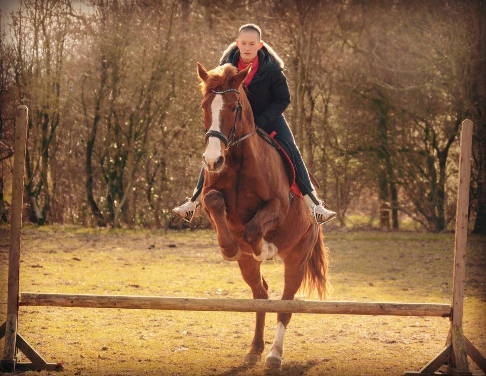 Anden særlig race Spidi billede 1