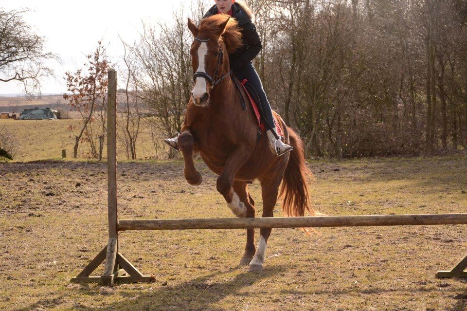 Anden særlig race Spidi billede 2