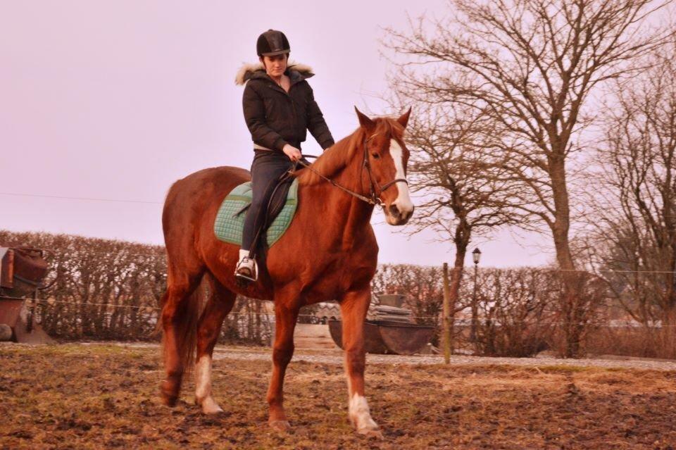 Anden særlig race Spidi billede 7