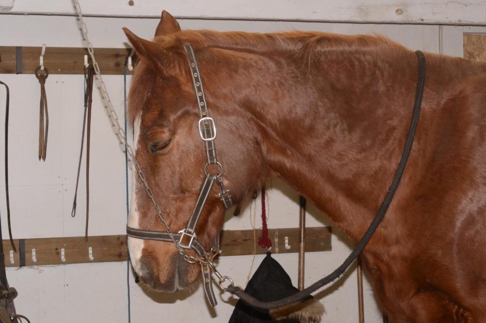 Anden særlig race Spidi billede 8