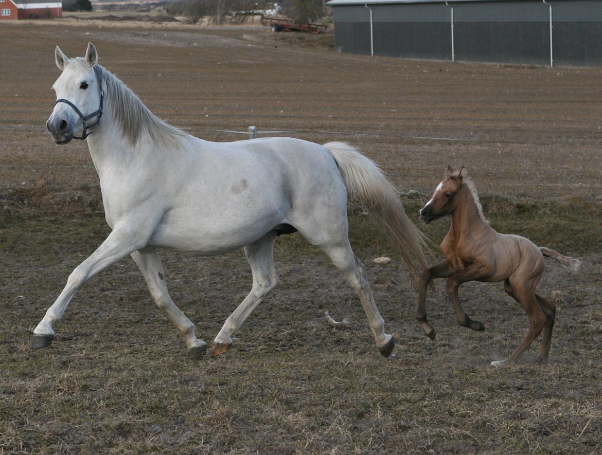 DSP Lykkebo Darleen - 4 dage gammel billede 3