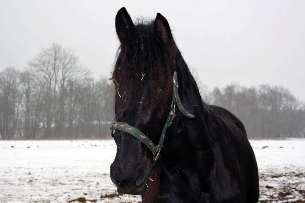 Frieser Hanna billede 7