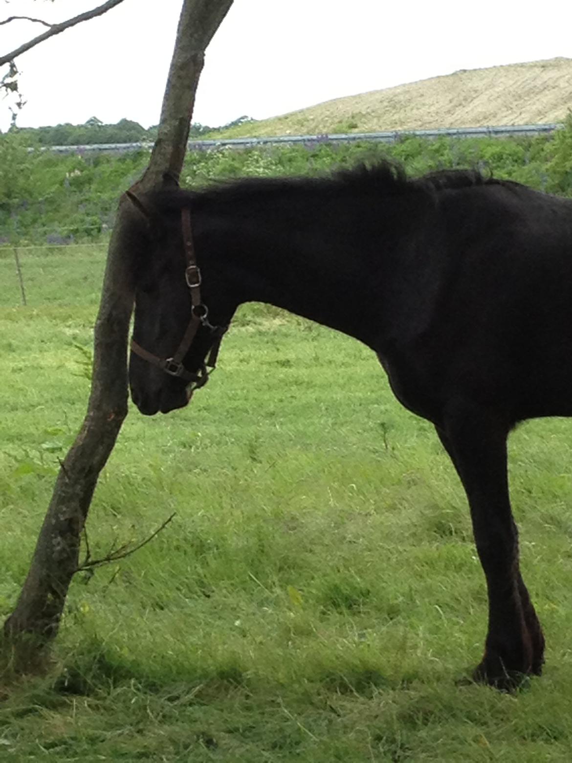 Frieser Hanna billede 10