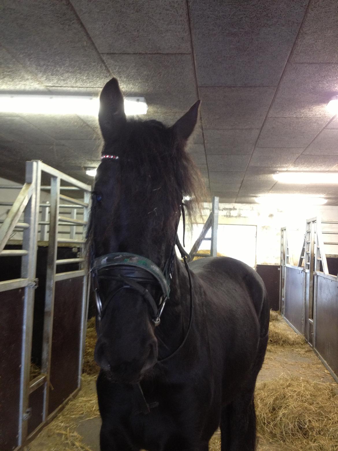 Frieser Hanna billede 11