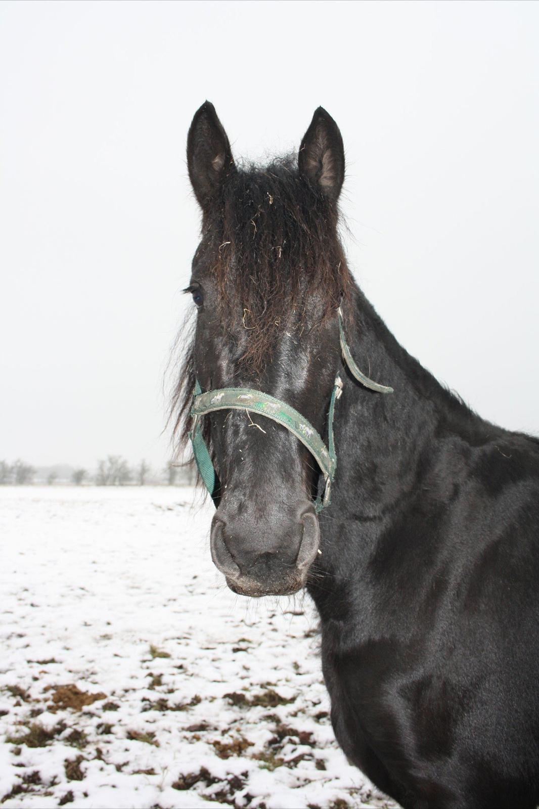 Frieser Hanna billede 12