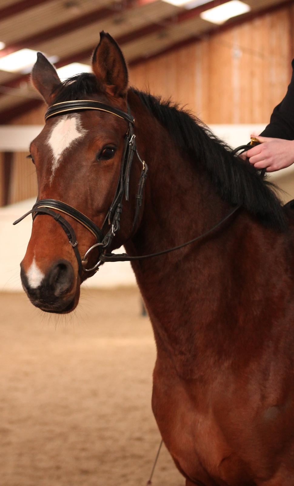 Dansk Varmblod Faithful´s Queen Solgt billede 2