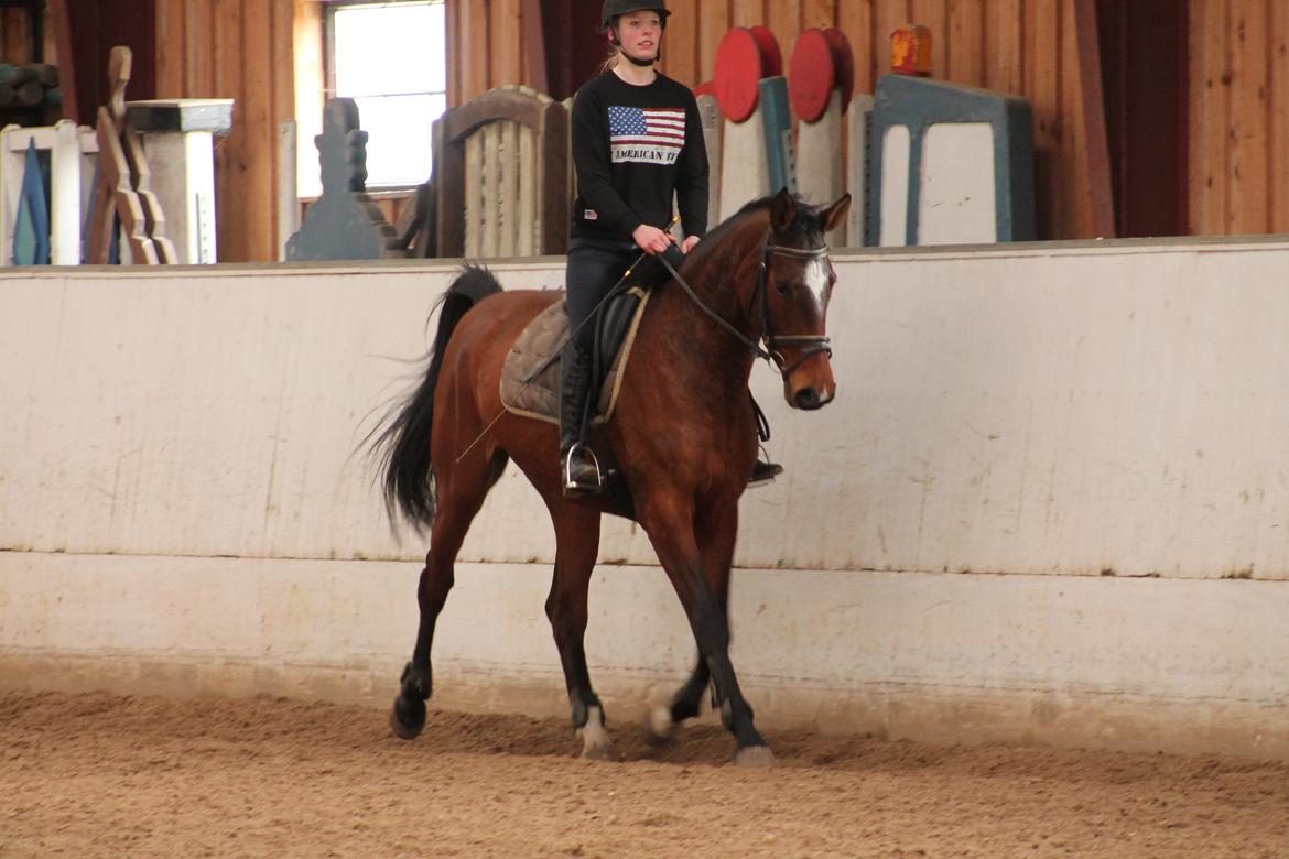 Dansk Varmblod Faithful´s Queen Solgt billede 9