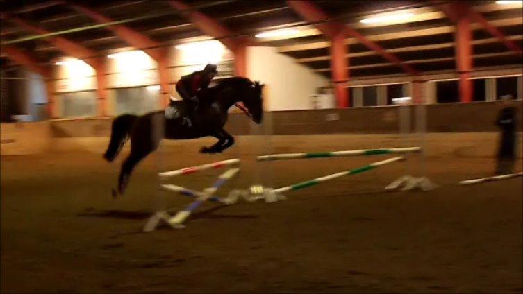 Holstener Jackie billede 13