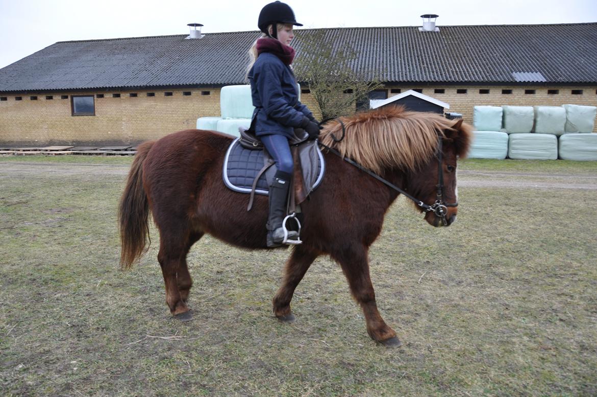 Islænder Tindra<3 - Ja, hvad kan du ik min prinsesse?<33 billede 9