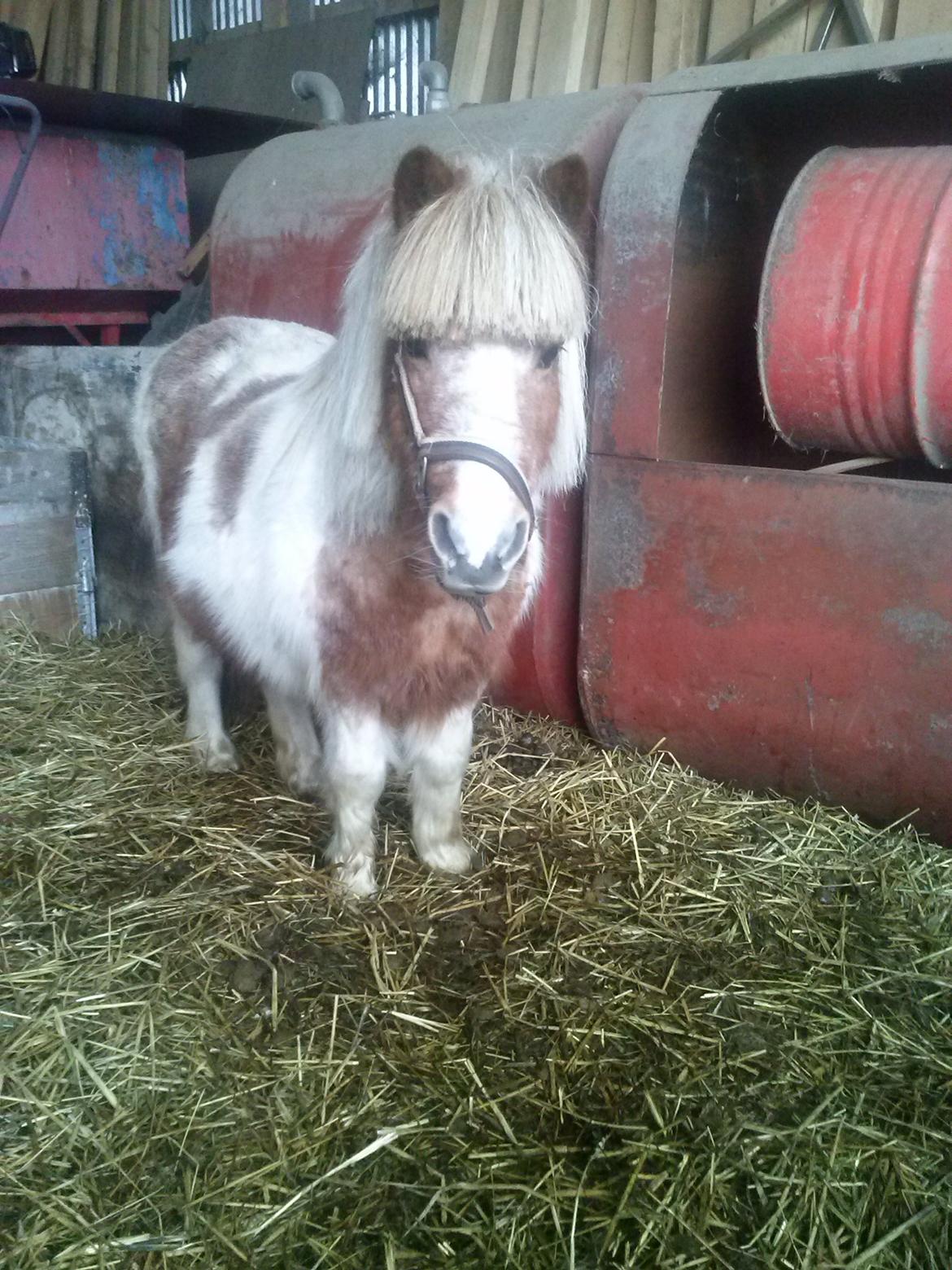 Anden særlig race Bell billede 2