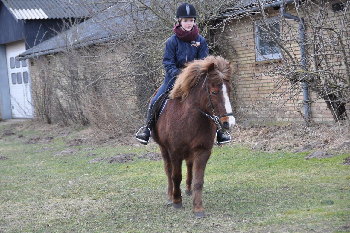 Islænder Tindra<3 billede 13