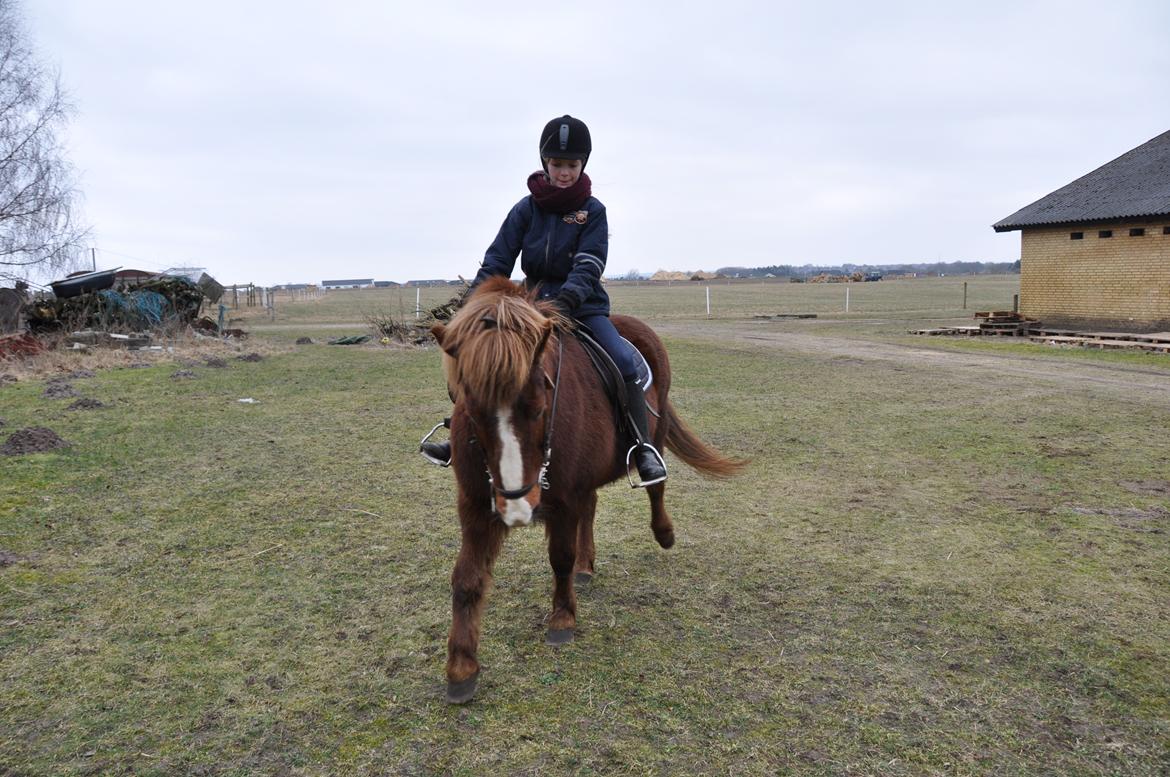 Islænder Tindra<3 billede 14