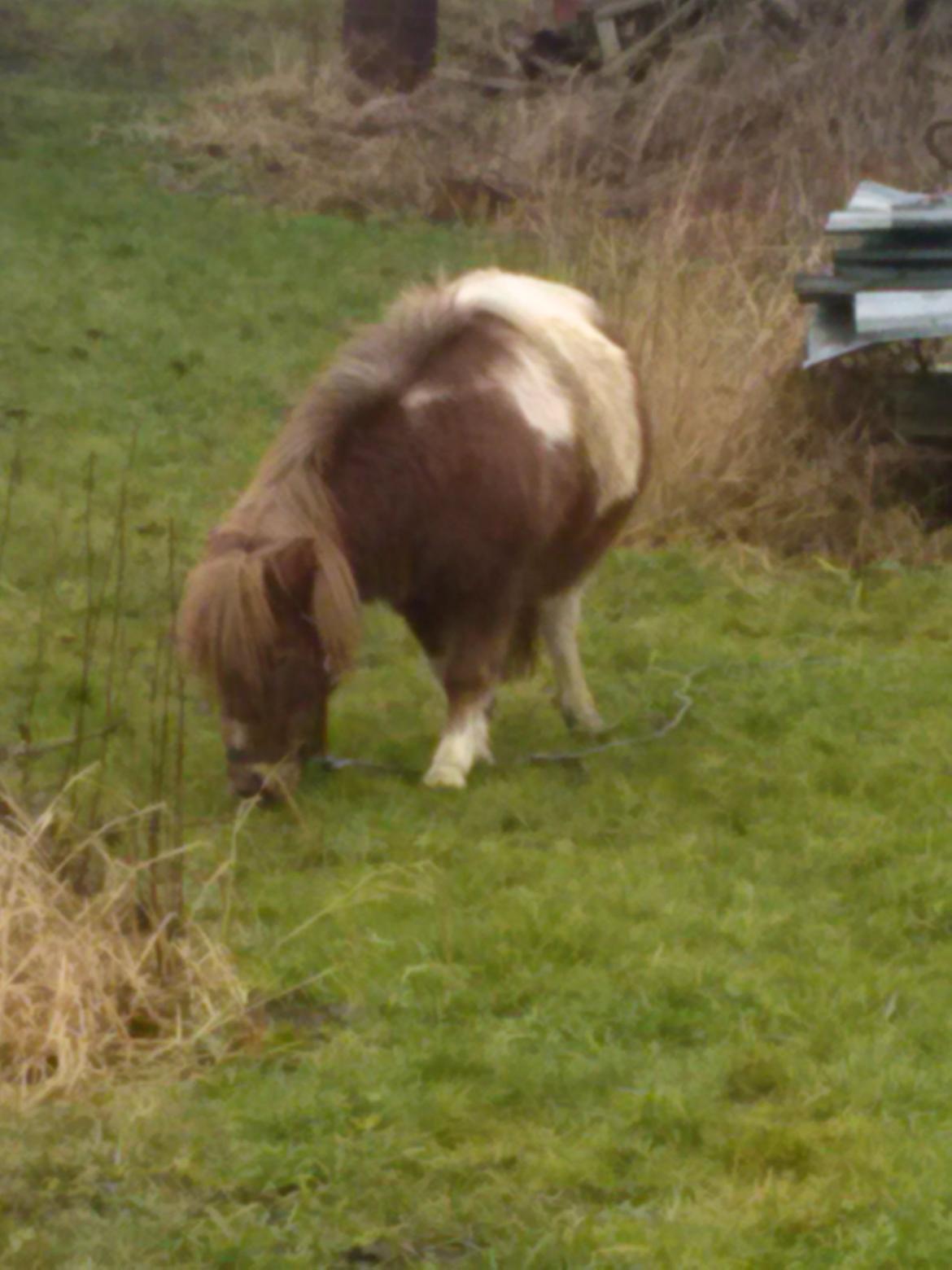 Shetlænder Lotte billede 4