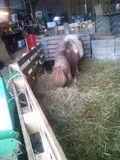 Shetlænder Lotte billede 3