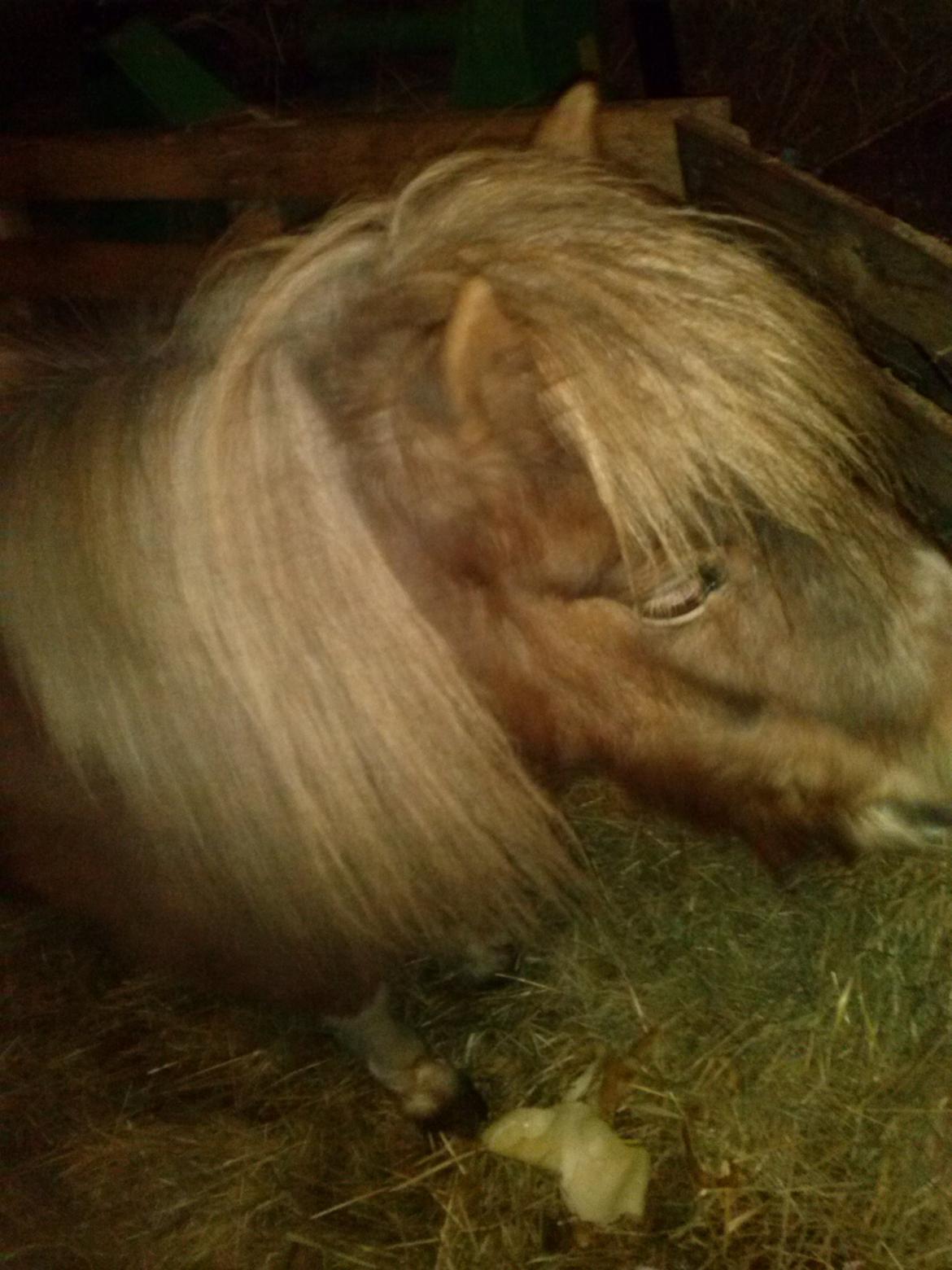 Shetlænder Lotte billede 2