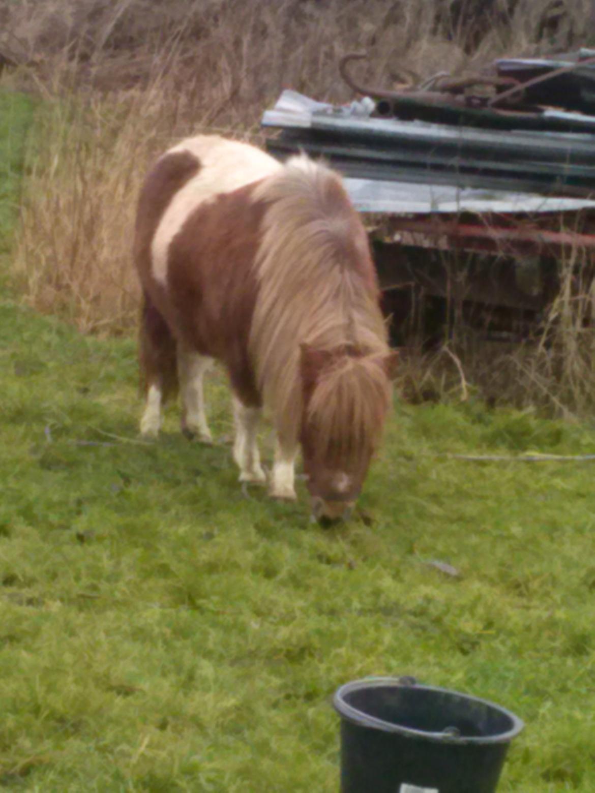 Shetlænder Lotte billede 5