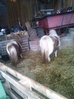 Shetlænder Lotte billede 6