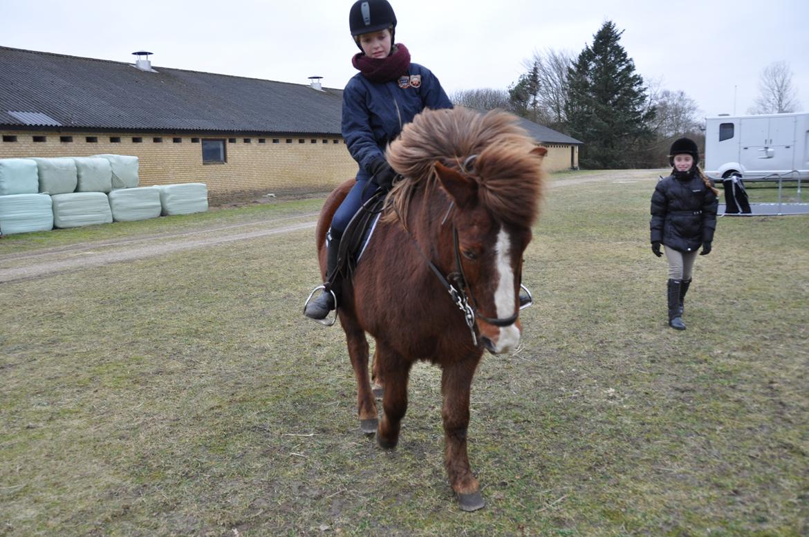 Islænder Tindra<3 billede 17