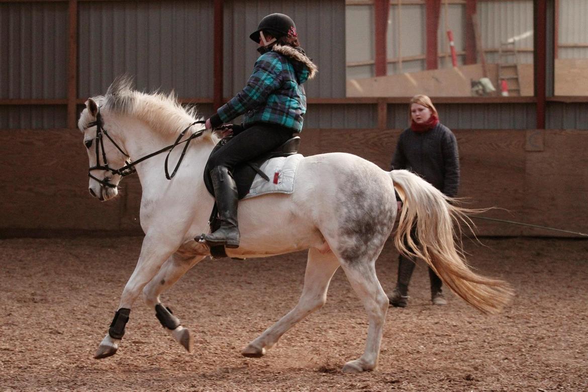 Anden særlig race Pepito my only one! <3 billede 7