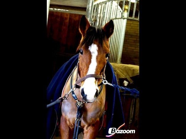 Hollandsk Sportspony Garfield - He may break my bones - but he'll never break my heart! billede 12