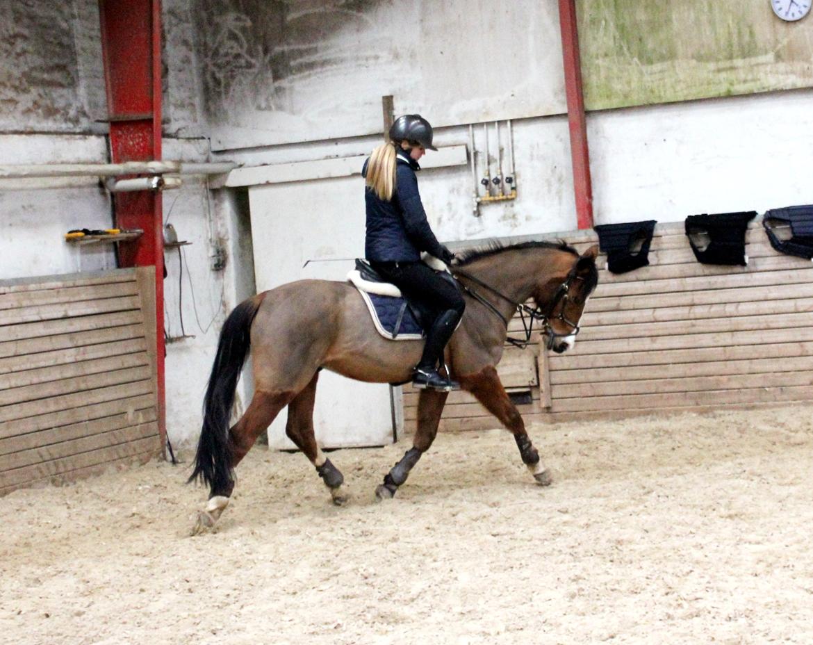Hollandsk Sportspony Garfield - Opvarmning til springtræning. :-D billede 14