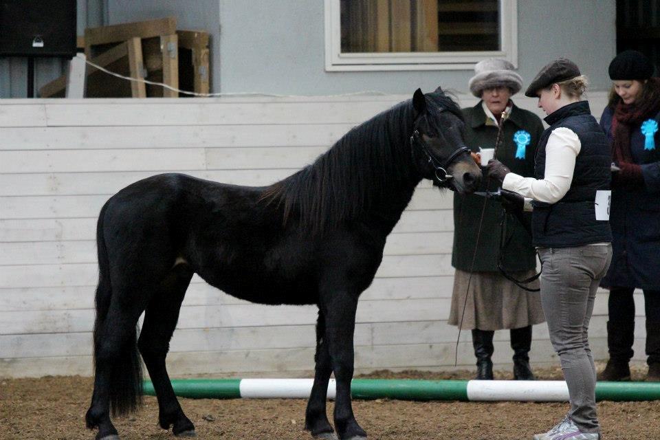 Dartmoor Babe's Vincent - M&M Wintershow 2013 (marts) billede 1
